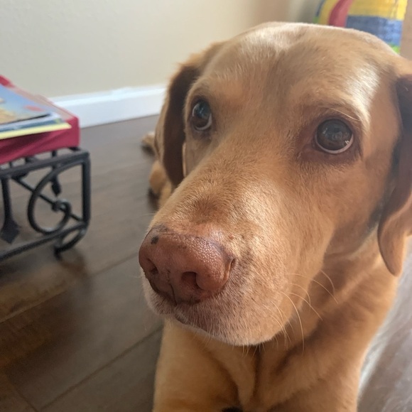 Vintage Denim Shearling Fur Jacket Butterfly Rhinestone Embellished Small GUC - Picture 9 of 9